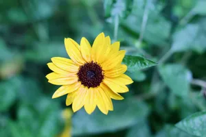 A vivid yellow sunflower with dew drops against a lush green background, capturing natural beauty. jigsaw puzzle