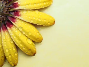 Macro shot of yellow flower petals with water droplets on a light yellow background. jigsaw puzzle