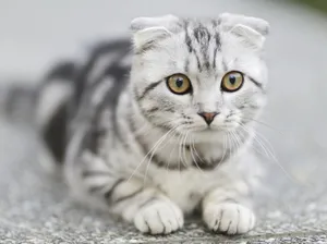 Close-up of a grey and white Scottish Fold kitten with striking eyes, lying on a textured surface. jigsaw puzzle