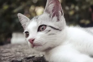 Close-up of a white and gray domestic cat with stripes lying outdoors on a sunny day. jigsaw puzzle
