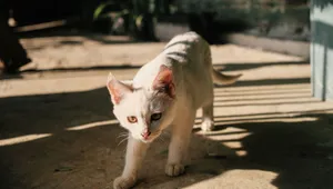 White cat walking on a sunny patio, casting a soft shadow on the ground. jigsaw puzzle