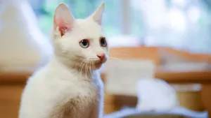 Close-up of a cute white cat with blue eyes sitting indoors, looking alert. jigsaw puzzle