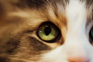 Detailed close-up of a cat's eye showcasing its vibrant colors and intricate details. jigsaw puzzle