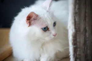 Charming white cat with blue eyes lying down indoors, capturing a moment of calm and serenity. jigsaw puzzle