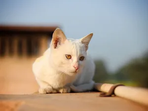 White cat with captivating yellow eyes lying outdoors on a sunny day. jigsaw puzzle