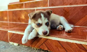 Cute Siberian Husky puppy lying on outdoor stairs with blue eyes and playful expression. jigsaw puzzle