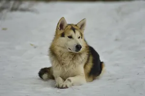 A Siberian Husky dog comfortably lying on a snowy terrain, showcasing its beautiful fur and attentive posture. jigsaw puzzle