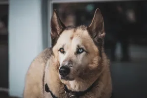 Close-up portrait of a husky dog with striking heterochromia against a muted background. jigsaw puzzle