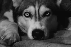 Black and white portrait of a husky dog with striking eyes lying on a blanket. jigsaw puzzle