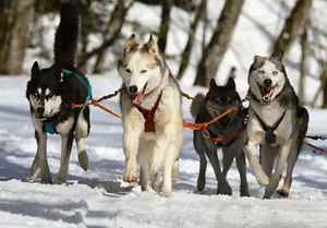 Four Siberian Huskies running in a winter wonderland, perfect for adventure themes. jigsaw puzzle