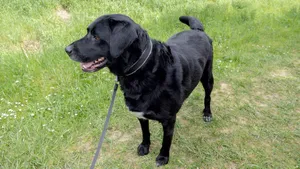 Black Labrador Retriever standing on grass, looking aside. jigsaw puzzle