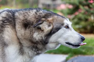 A detailed close-up shot of a Siberian Husky enjoying a sunny day outdoors. jigsaw puzzle