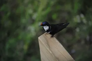 From above of small bird with ornamental plumage and pointed beak sitting on wooden surface behind trees jigsaw puzzle