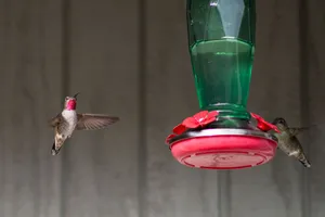 Anna's hummingbirds captured in mid-flight while feeding on nectar outdoors. jigsaw puzzle