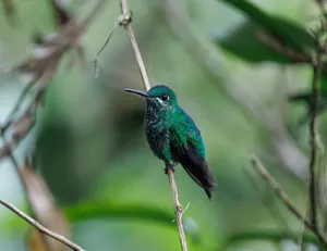 Vibrant emerald hummingbird resting on a branch amidst lush foliage. jigsaw puzzle