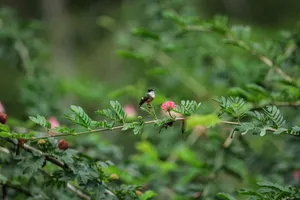 Vivid close-up of a hummingbird perched on a tropical flowering branch in Costa Rica. jigsaw puzzle