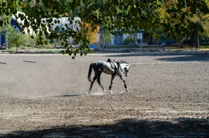 A serene grey horse walking in a sunlit outdoor arena with surrounding trees. jigsaw puzzle