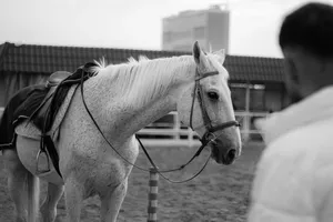 A grayscale image of a saddled horse with a blurred figure in the foreground, capturing serene equine beauty. jigsaw puzzle