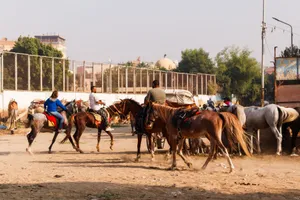 Horse riders gather in an urban environment in Cairo, Egypt, showcasing traditional riding culture. jigsaw puzzle