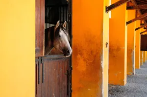 A chestnut horse peeks out of a rustic stable in Alter do Chão, Portugal. jigsaw puzzle