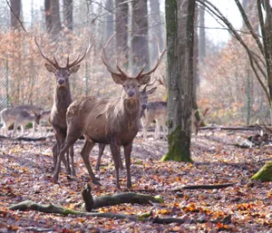 A group of red deer stags with antlers in an autumn forest setting showcasing wildlife beauty. jigsaw puzzle