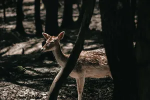 A deer stands gracefully in a sunlit clearing in the forest, showcasing nature's serene beauty. jigsaw puzzle