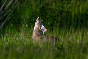 Captivating image of a fox howling amidst tall grass in the wilderness. jigsaw puzzle
