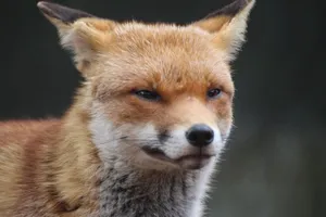 A detailed close-up of a red fox, showcasing its striking fur and curious expression. jigsaw puzzle