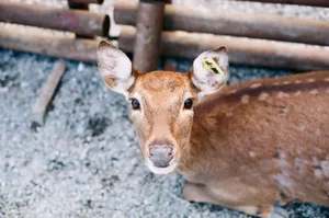 A curious deer with an ear tag looking directly at the camera. jigsaw puzzle