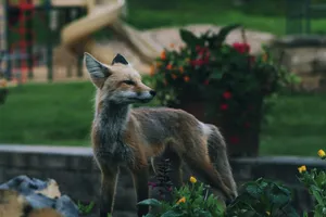A red fox stands elegantly amidst colorful garden blooms, embodying the wild's grace. jigsaw puzzle