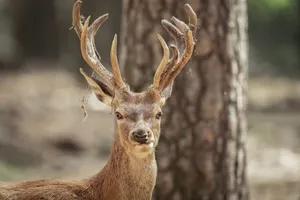 Close-up of a red deer with antlers in a natural woodland setting. jigsaw puzzle