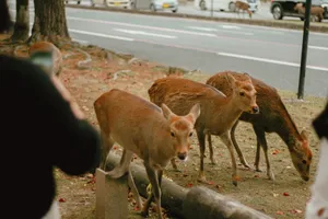 A group of deer peacefully grazing near a road in Nara Park, Japan during winter. jigsaw puzzle