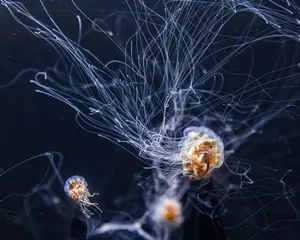 Captivating view of jellyfish with long tentacles drifting in deep ocean waters. jigsaw puzzle