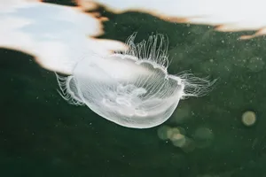 Beautiful jellyfish floating gracefully in its natural underwater habitat. jigsaw puzzle
