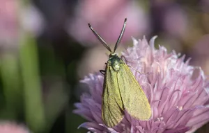 Close-up of a forester moth perched on a vibrant purple flower in a natural setting. jigsaw puzzle