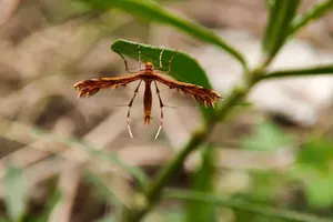 Detailed macro photograph of a brown plume moth perched on a green leaf. jigsaw puzzle