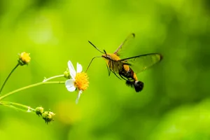 A vibrant macro shot of a hawk moth pollinating a daisy, showcasing nature's beauty in Taipei, Taiwan. jigsaw puzzle