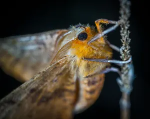 Stunning macro image capturing a moth resting, showcasing intricate details of its wings and eyes. jigsaw puzzle