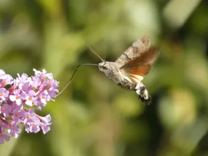 Close-up of a hummingbird hawk-moth hovering near a purple Buddleia flower. jigsaw puzzle