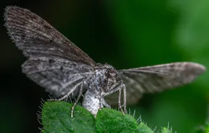 A detailed macro shot of a grey moth perched on a green leaf in nature. jigsaw puzzle