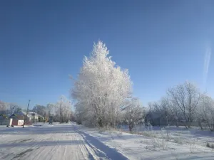 A serene winter street scene with snow-covered trees under a clear blue sky. jigsaw puzzle