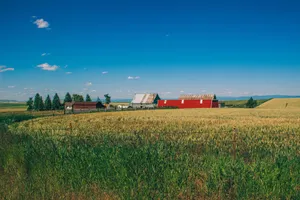 Peaceful rural scene featuring a red barn and wheat fields under a clear sky. jigsaw puzzle