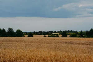 Expansive summer wheat field under a cloudy sky with trees in the distance. jigsaw puzzle