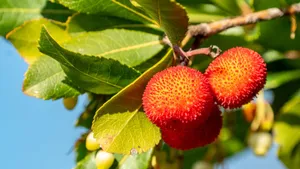 Vibrant close-up photo of red Arbutus unedo fruits on a branch with green leaves against a clear blue sky. jigsaw puzzle