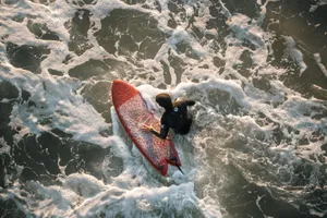 Surfer with red board navigating waves, captured from above. jigsaw puzzle