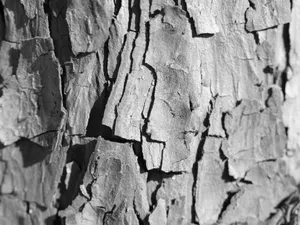 Detailed black and white close-up of tree bark showcasing natural texture. jigsaw puzzle