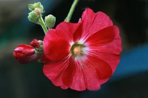 Close-up of a vivid red hollyhock flower showcasing its natural beauty. jigsaw puzzle
