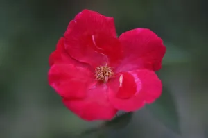 Detailed close-up of a vibrant red rose in bloom, capturing its vivid color and delicate petals. jigsaw puzzle