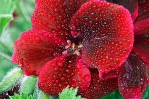 Macro shot of a vibrant red flower covered in dewdrops, showcasing natural beauty and detail. jigsaw puzzle