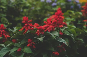 Bright red flowers blooming in a lush green outdoor garden, Syumsinskiy Rayon. jigsaw puzzle